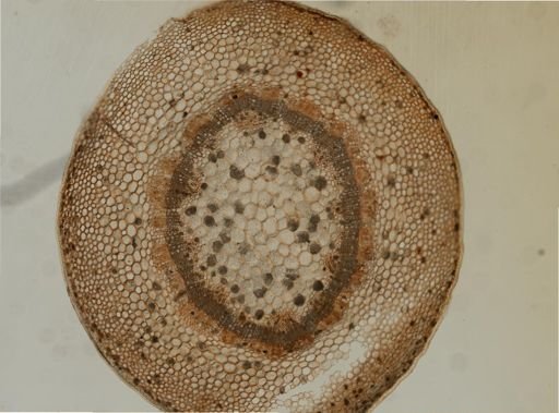 Laurus