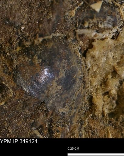 undet. Mollusca