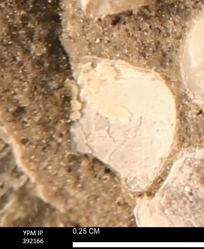 Protocardia sp.