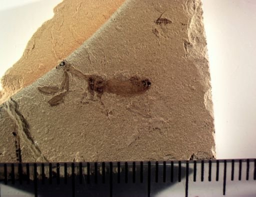 undet. Mantispidae