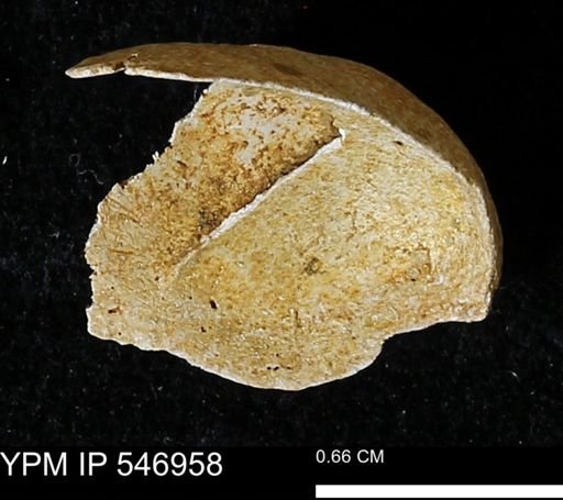 Crepidula fornicata