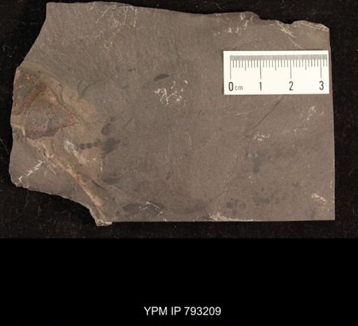 Mormolucoides articulatus
