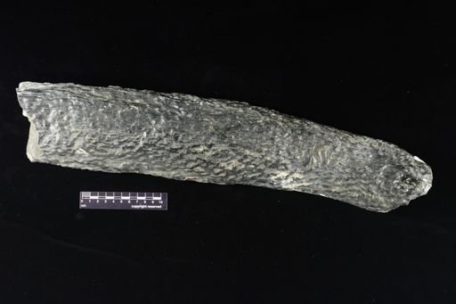 Stigmaria sp.