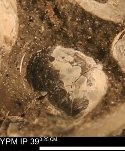 Protocardia sp.