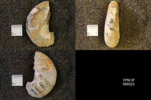 Hoploscaphites nicolletii