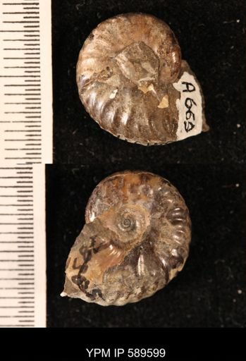 Hoploscaphites comprimus