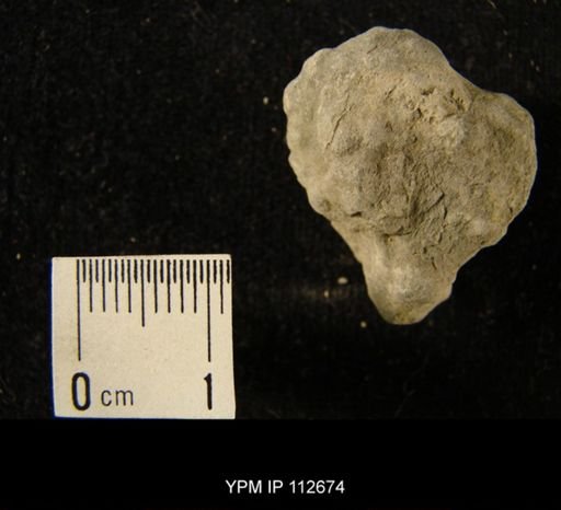 undet. Bryozoa