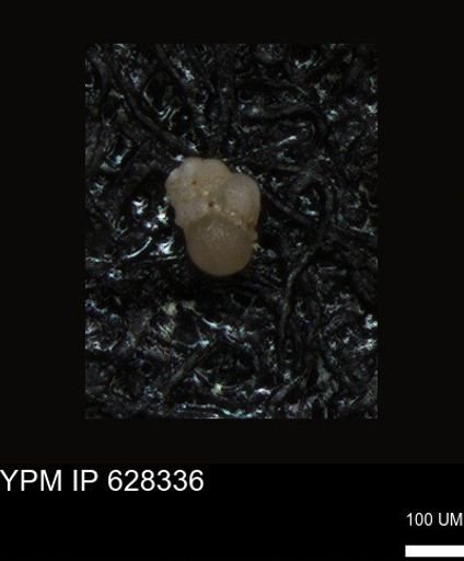 undet. Foraminiferida