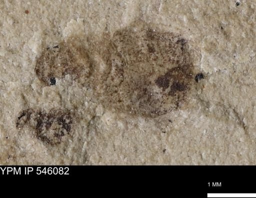 undet. Coleoptera