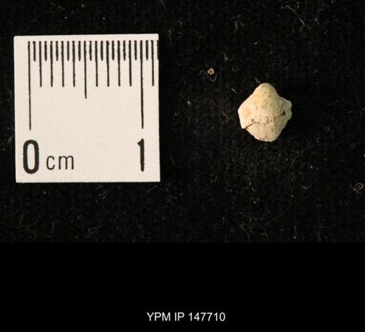 Ambocoelia planoconvexa