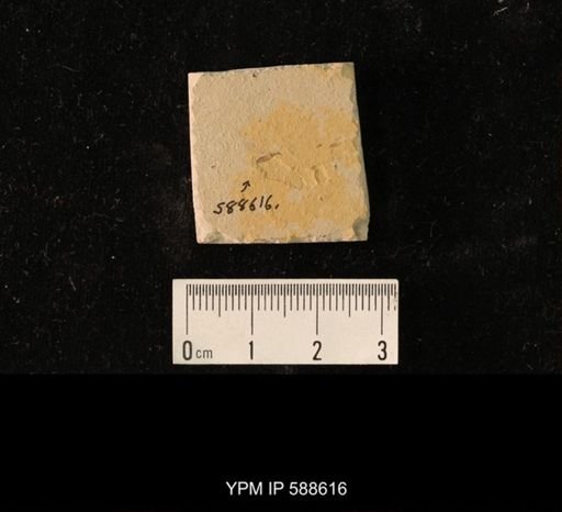 undet. Tipulidae