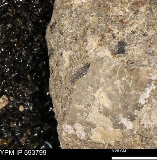 Ostreidae?