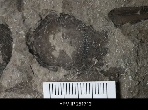 Cephalopoda?