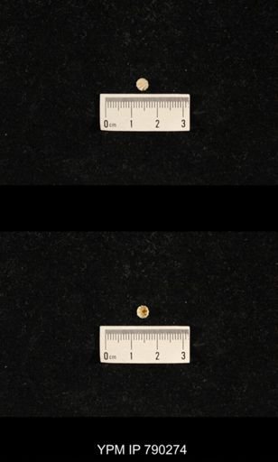 Hustedia huecoensis