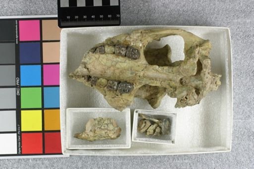 Perchoerus probus
