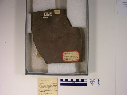 Anchisauripus sillimani