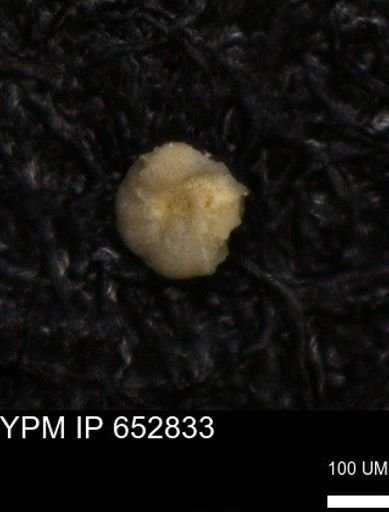 undet. Foraminiferida