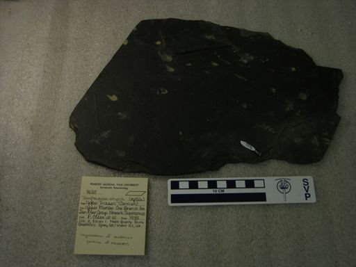 Tanytrachelos ahynis