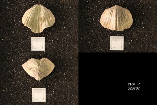 Platystrophia ponderosa