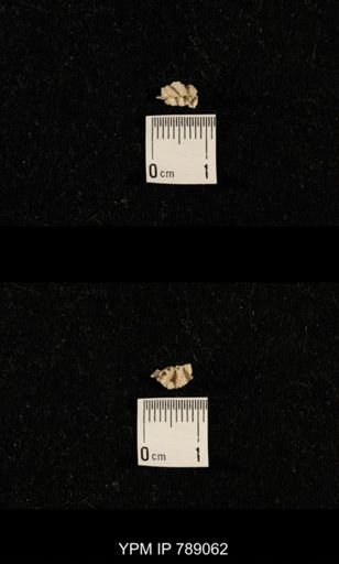 undet. Brachiopoda
