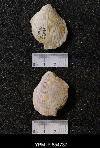 Chlamys sp.