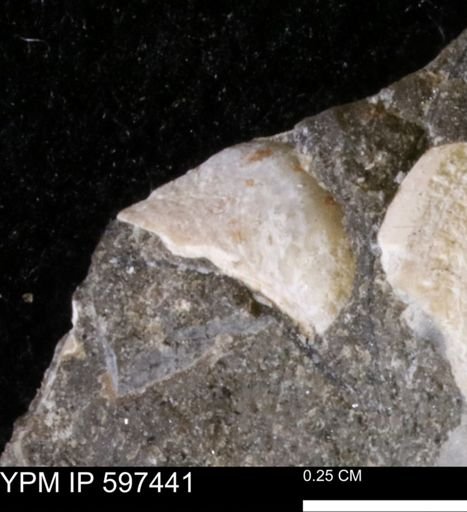 undet. Bivalvia