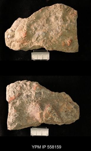 Spirifer cameratus