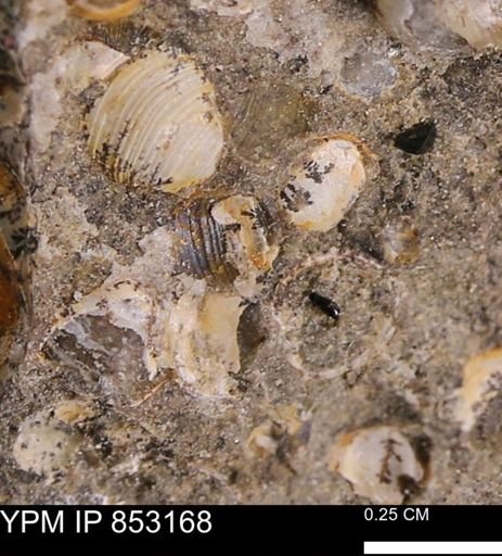 Clisocolus?