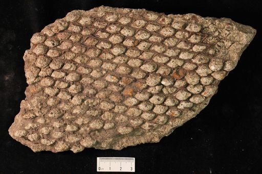 Concretus chickenwirensis