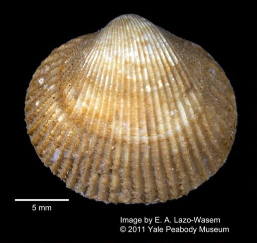 Clinocardium ciliatum