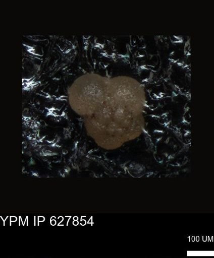 undet. Foraminiferida