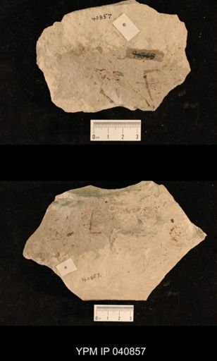 Liomopteridae
