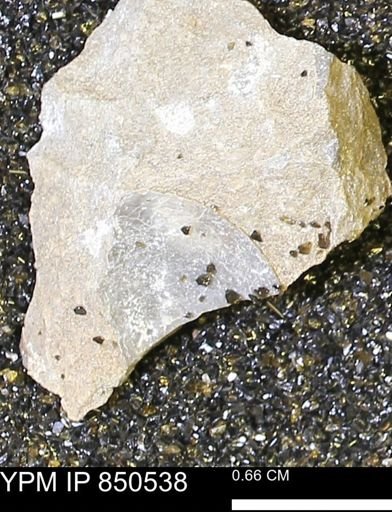 Limopsis striatopunctatus