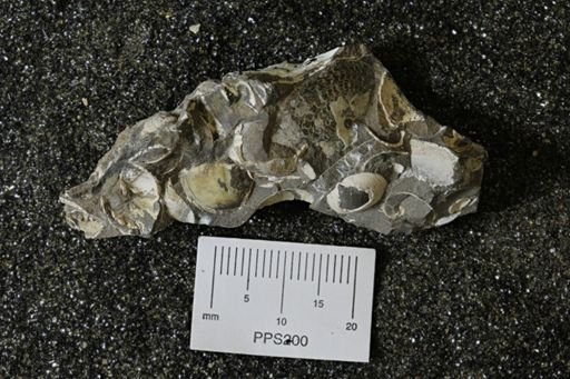 Sphenodiscus sp.
