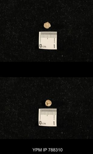 taxon undetermined