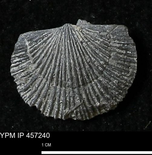 Stropheodonta erratica fissicosta