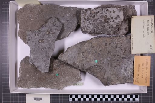 mixed taxa, stratigraphic collection