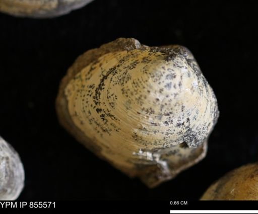 Limopsis striatopunctatus