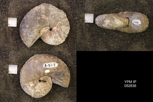 Discoscaphites gulosus