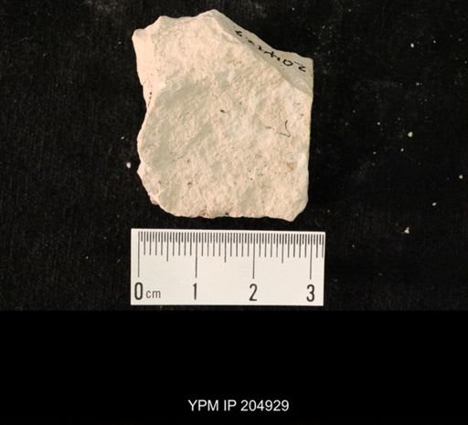 undet. Hexapoda