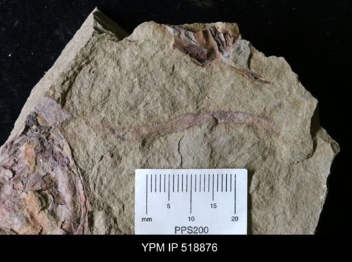 undet. Ichnofossil