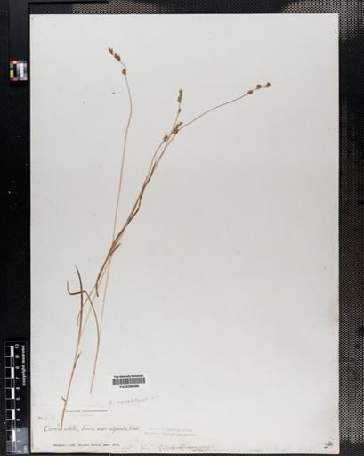 Carex canescens
