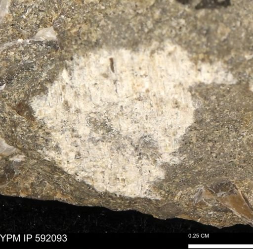 undet. Bivalvia