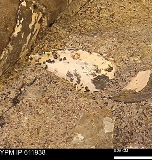 Protocardia subquadrata