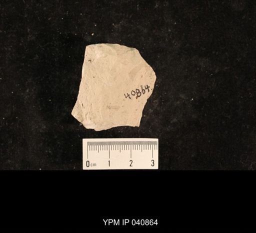 Chelopterum peregrinum