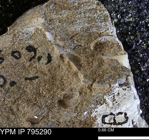 Cucullaea sp.