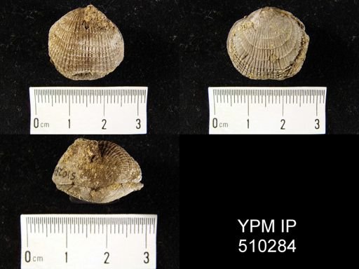 undet. Atrypida
