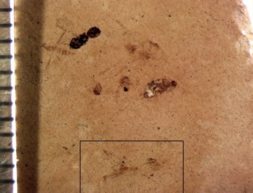 Psocoptera?