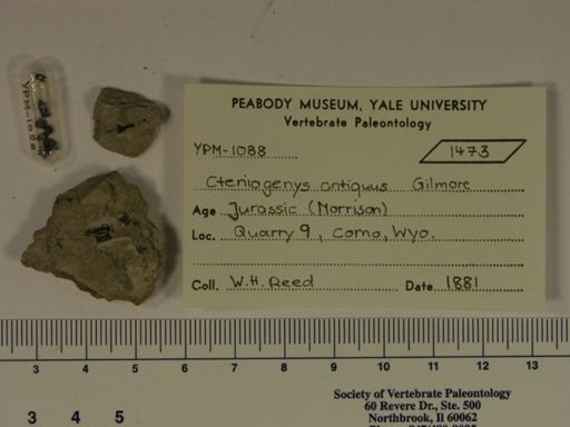 Cteniogenys antiquus