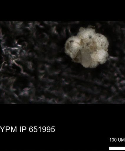undet. Rugoglobigerinidae
